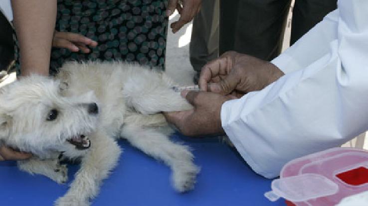Obligación a todos los propietarios o poseedores de perros de más de tres meses en Castilla-La-Mancha, a identificarlos y vacunarlos contra la rabia y a tratarlos contra la equinocososis